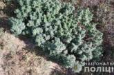 В Николаевской области в лесополосе нашли 86 кустов конопли