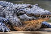 ЮАР хочет поставлять в Украину мясо крокодилов