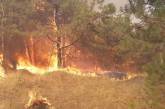 Под Николаевом из-за поджога масштабно горел лес
