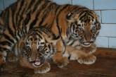 В Николаевском зоопарке празднуют 15-летний юбилей амурские тигры