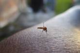 В Турции появились особо опасные комары