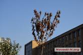 В Николаеве на Серой площади высохло дерево в серой кадке