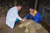В николаевском зоопарке белую медведицу переселили на «Остров зверей». Видео