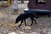В Николаеве дважды за сутки бездомные собаки покусали девушек