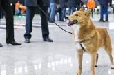 Какие собаки смогут распознать коронавирус по запаху и почему их нельзя купить. ФОТО