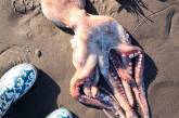 На Камчатке на пляж выбросило тысячи морских животных
