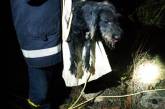 В Николаевской области спасатели достали собаку, упавшую в колодец
