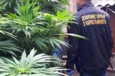 В Николаевской области у наркоторговцев нашли 4 кг марихуаны, амфетамин и оружие. Видео