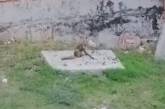 В николаевском недострое поселились дикие лисы