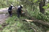 Непогода в Николаевской области: повалено 60 деревьев, пострадали школы