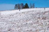 В Николаевской области есть угроза вымерзания озимых посевов