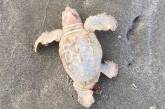 Обнаружен детеныш морской черепахи редчайшего белого окраса