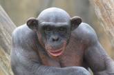 Ученые узнали, что пожилые шимпанзе предпочитают старых друзей новым знакомствам
