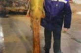 В Вознесенске рыбаки выловили сома весом в 129 кг с собакой в желудке
