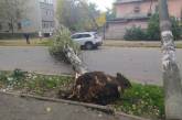 В Николаеве дерево упало на автомобиль, оборвало провода и повалило несколько электроопор. ВИДЕО 