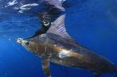 Одна из самых агрессивных акул в мире покалечила бывшего военного водолаза