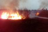 В Николаевской области горел сухостой общей площадью более 3 га