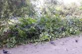 В Николаеве мужчина незаконно спилил 9 деревьев — ущерб более 11 тысяч