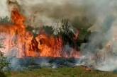 За сутки на территории Николаевской области выгорело 7,7 га сухостоя