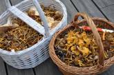 В Одесской области семья отравилась грибами: ребенок в коме