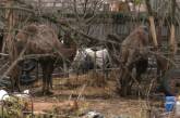 Жители Харьковской области жалуются на верблюдов, уничтожающих урожай в их огородах. ВИДЕО