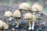 Девочка из Одесчины умерла в свой День рождения — отравилась грибами
