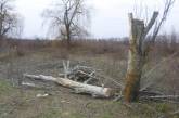В Николаевской области местные жители незаконно спилили деревьев на 15 тысяч гривен