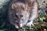 В Германии подтвердили случай передачи хантавируса от крысы к человеку