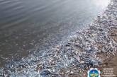 В лимане Азовского моря массово погибла рыба: берег завалило хамсой