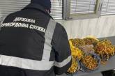 Из Украины в Румынию незаконно вывозили янтарь