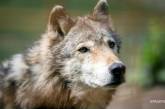 Поселок на Прикарпатье атакуют голодные волки. ВИДЕО