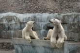 Белые медведи в Николаевском зоопарке впали в спячку