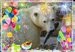 В Николаевском зоопарке празднуют день рождения белой медведицы по кличке Сметанка