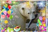 Николаевский зоопарк празднует третий день рожденья медвежонка Сметанки