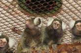 В Николаевском зоопарке обезьяны в честь своего дня получили угощения