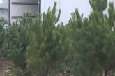 В Николаеве начали продавать елки — цены от 100 гривен