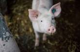 В Николаевской области обнаружили африканскую чуму свиней