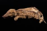 На руднике в Канаде нашли мумию волка, пролежавшего в земле 57 тысяч лет