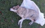 Во Львовской области подростки запихнули собаку в мешок и били ее, от боли пес скулил, в результате ударов животное погибло
