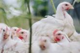Ряд стран ограничили экспорт птицеводческой продукции из Николаевской области 