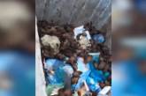 В Запорожье спасли выброшенную в мусор колонию летучих мышей