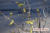 В Николаеве в январе распустились листья сирени