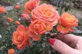 Зима по-николаевски: в саду возле дома цветут розы и хризантемы