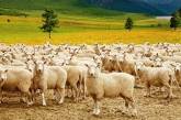 На Одесчине похищенного мужчину три года заставляли пасти овец