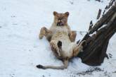 В Николаевском зоопарке показали, как спасают своих животных от морозов