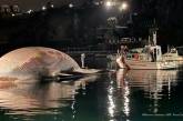 В Италии на берег подняли труп 70-тонного кита