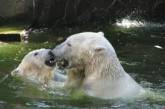 В Николаевском зоопарке медведица обманула сотрудников, притворившись беременной