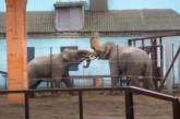 В Николаевском зоопарке показали «слоновьи игры». ВИДЕО