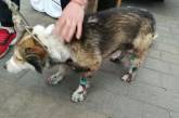 В Хмельницкой области оправдали чиновника, который привязал пса к машине и тянул по трассе