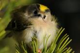 В Николаевский зоопарк прилетают самые маленькие птицы Евразии